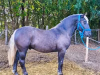 Aygʻir, Comtois — 3-rasm