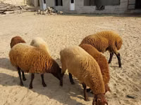 Widder, Schafe — Foto 1