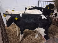 Buqa, Russian Black pied cattle — 4-rasm