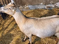 Ешкі, Nubian Goat — 2-сурет