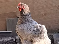 Australorp — foto 1