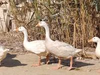 Geese — foto 4