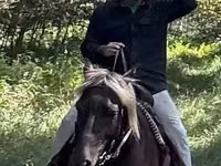 Kůň, Rocky Mountain Horse — foto 2