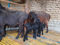 Qoyun, Hissar sheep — foto 2