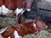 Bovins (lot, sexe non indiqué), Simmental cattle — photo 1