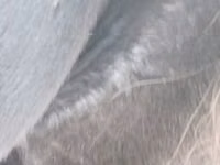 母马, Horses — 照片 5