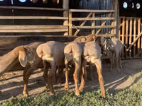 Schaf, Arashan sheep — Foto 5