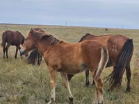 ცხენი, Mugalzhar horse — ფოტო 2