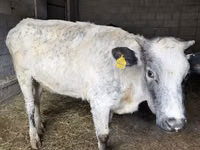 Cow, Swiss cattle — photo 5