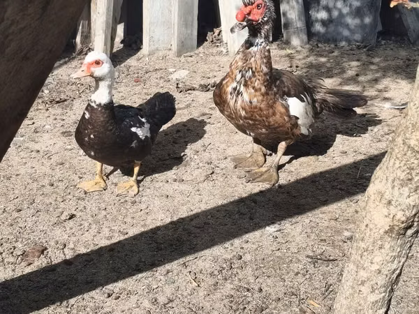 Ducks