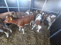 Taureau, Simmental cattle — photo 1
