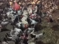 Chickens — photo 1