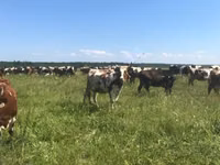 Kuh, Holstein-Rasse — Foto 1