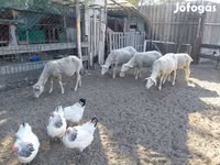 Ovce, Lacaune sheep — foto 8