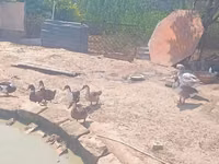 Ducks — foto 7