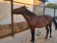 Cheval, Karachay horse — photo 2