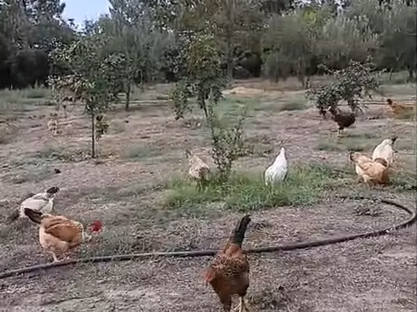 Chickens — Azerbaïdjan