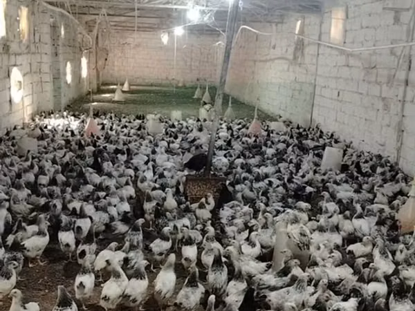 Chickens — Azerbaijão