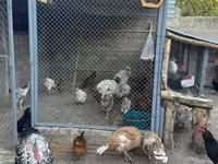 Chickens — photo 2