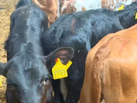 牛（ロット、性別未指定）, Simmental cattle — 写真 2