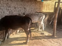 İnək, Russian Black pied cattle — foto 4
