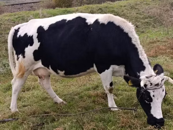İnek, Russian Black pied cattle