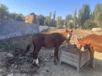 Kůň, Koně — foto 4
