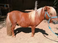 At, Shetland Pony — foto 4