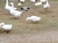 Geese — zdjęcie 3