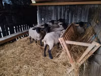 Ovelhas (lote, sexo não especificado), White Suffolk sheep — foto 5