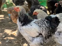 Brahma — foto 3