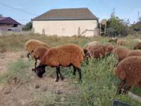 Owca, Owce — zdjęcie 5
