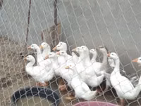 Geese — foto 5