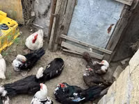 Ducks — foto 7