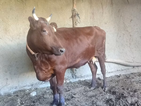 Sigir, Red Estonian cattle
