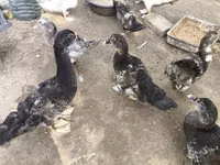 Ducks — foto 6