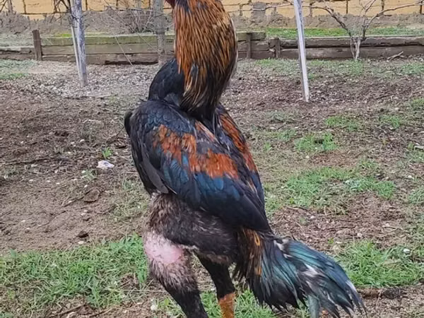 Малай ойындық