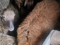 绵羊（批次，未指定性别）, Sheep — 照片 1