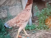 Chickens — zdjęcie 2