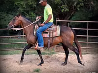 Klisna, Quarter Horse — foto 5