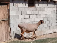 Sheep, Sheep — photo 4