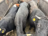 Taureau, Russian Black pied cattle — photo 4