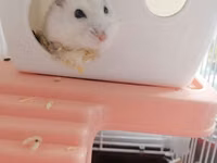 Hamster üçün tam dəst qəfəs - Material: möhkəm metal barmaqlıqlar və — 照片 1
