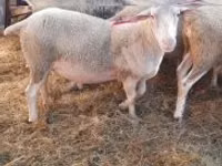 Bélier, Moutons — photo 1