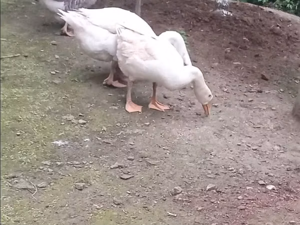 Geese