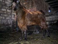 Keçi, Kamori goats — foto 3