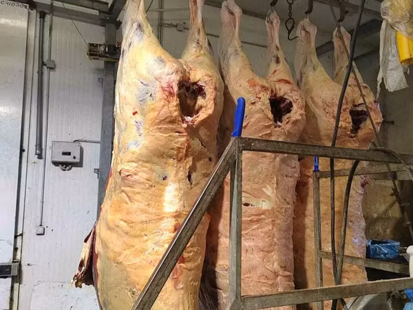 Мясо говядины в полутушах
