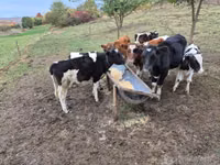 Býk, Simmental cattle — foto 2