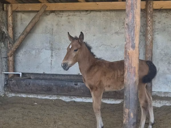 Jument, Chevaux