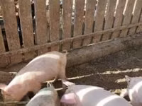 Porcs (lot, sexe non indiqué), Porcs — photo 5